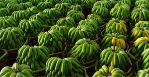 banán