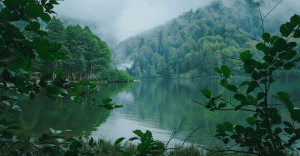Amazonas